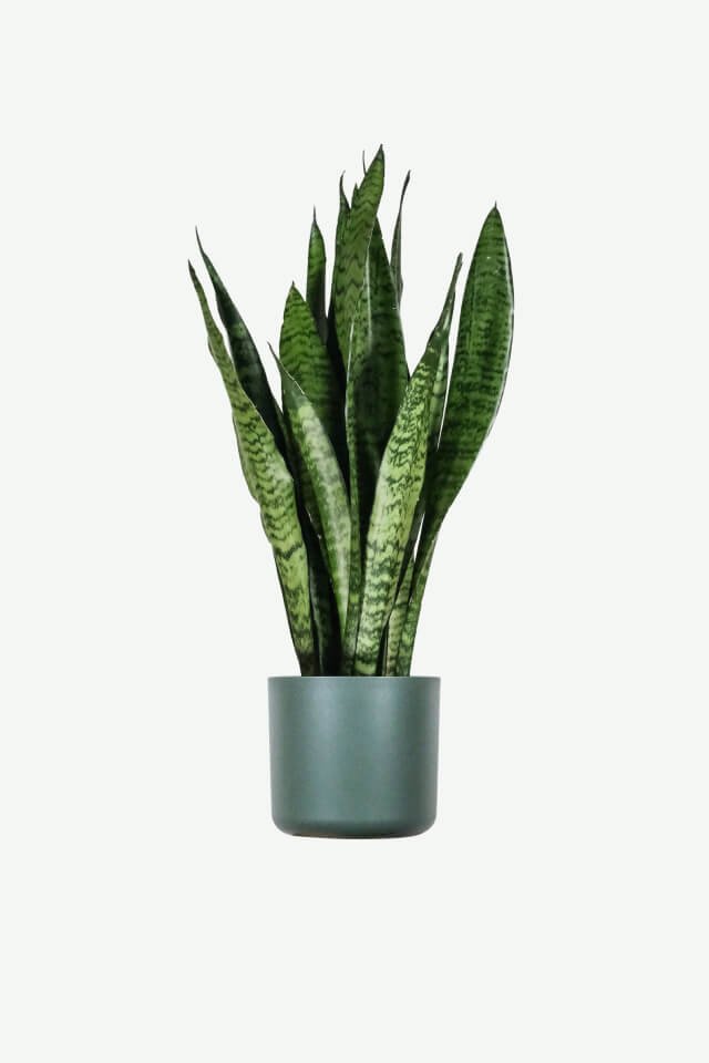 plants ecommerce product featured img 1 plants ecommerce product featured img 1