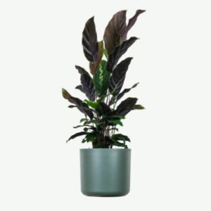 plants ecommerce product featured img 18